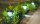 5 x Solarleuchten Carsten im Set Kuststoff Erdspieß LED weiß Solar Gartenlampe