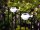 LED Solar-Dachrinnenleuchte Set Zaunbeleuchtung Solarlampe-Haus-Terassen-Balkon 2er Set