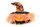 Beleuchteter Kürbiskopf Mr. Magic Dekoration Halloween Dekoleuchte Lampe Leuchte