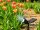 Solar Gartenstrahler Nelis mit 8LED 120lm Solarleuchte Bodenstrahler Spotlight 1 x Stück