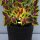 LED-Pflanzen-Strahler JASMIN Spot-Blumen-Zimmerpflanzen-Leuchte